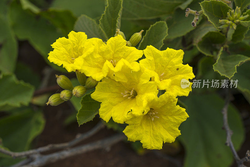 在加拉帕戈斯群岛的自然环境中，像Tecoma stans的黄色花朵